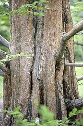 游戏总监高桥哲哉：《异度神剑3》不是系列的终结